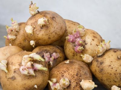 Filizlenmiş patates yenir mi, zehirler mi? Filizlenmiş patates tüketmek sağlık sorunlarına yol açıyor