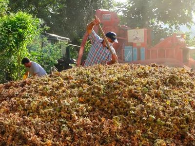 Fındık hasadı başladı: Saatte 2 bin TL kazanıyorlar