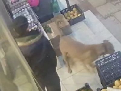 Gaziantep'te Çöpten Karton Toplayan Kadına Pitbull Saldırdı!