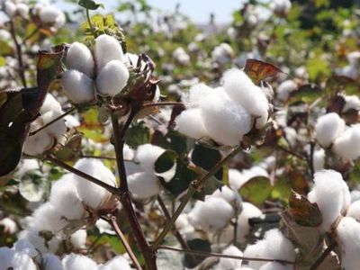 Gaziantep’te Pamukta Yüksek Rekolte Elde Edildi!