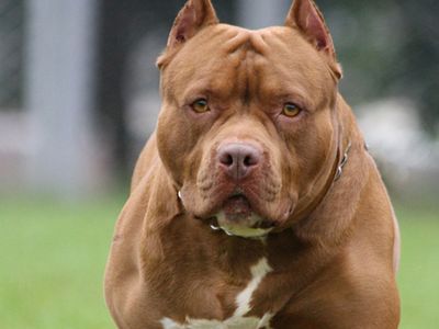 Gaziantep'te Pitbull Saldırısı! 4 Yaşındaki Çocuk Ağır Yaralandı