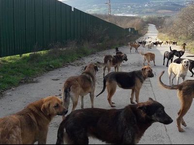 Gerekli önlemler ne zaman alınacak? Başıboş köpekler bu sefer genç kızın canını alıyordu!