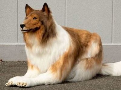 Görenler gerçek sanıyor! Köpeğe benzemek için tam tamına 260 bin lira harcadı