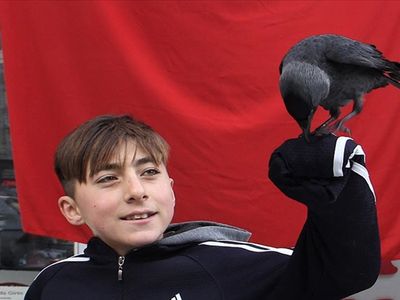 Görenler Hayrete Düştü! Karga 'Şakir' Omuzlarda Geziyor