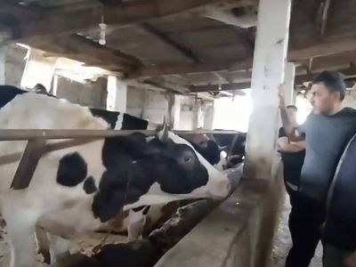 Gümüşhane kurbanlık fiyatları ne kadar? 2022 Gümüşhane büyükbaş, küçükbaş kurbanlık hisse fiyatları