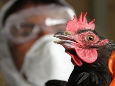 H5N2 nedir, belirtileri nelerdir? Kuş gribi nasıl bulaşır ve ne zaman ortaya çıktı?