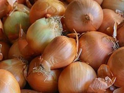Hamile kadınlar soğan yiyebilir mi? Hamileler için soğan yemenin faydaları ve zararları
