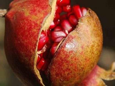 Hamilelikte nar yemenin faydaları nelerdir? Hamilelikte nar yemenin anne ve bebek sağlı üzerindeki 5 etkisi