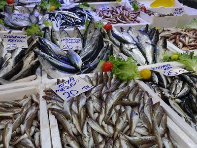 Hamsi ve İstavrit Yüzleri Güldürdü