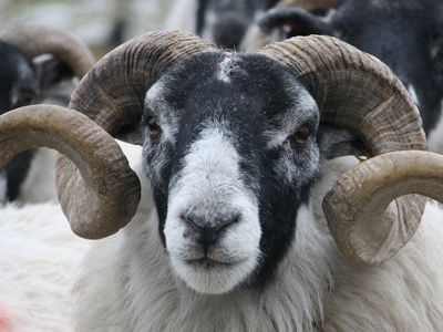 Hangi Hayvan Kurbanlık Olur, Kurban Dişi mi Olmalı Erkek mi?
