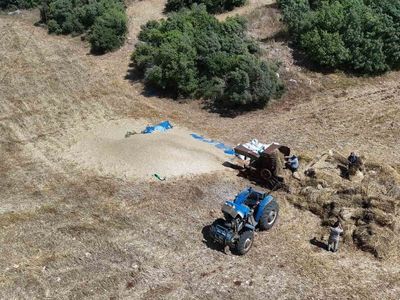 Hatay'da çiftçiler, kavurucu sıcakta buğday hasadına devam ediyor