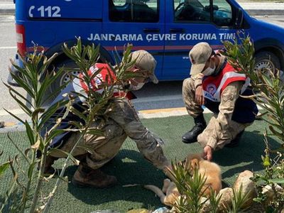 Hatay’da Jandarma Sokak Hayvanları Unutmadı