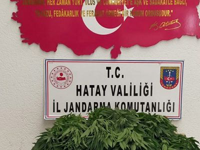 Hatay’da Ormanlık Alanda Hint Kenevirleri Bulundu