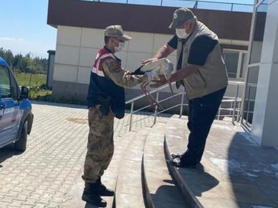 Hatay'da Yaralı Leyleği Jandarma Sahiplendi