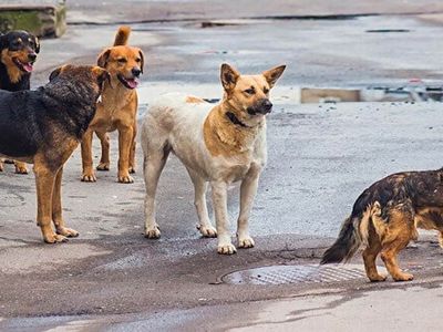 Havrita uygulaması nedir, neden gündemde? Havrita sokak köpeklerini öldürüyor mu? Havrita kapatılacak mı?