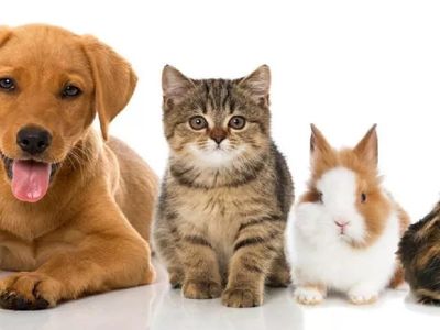 Hayvan satışına son bu haber yüzleri güldürdü! Petshop vitrinlerinde kedi ve köpekler kaldırıldı