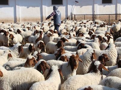 Hayvancılık için önemli karar: Resmi Gazete’de yayımlandı