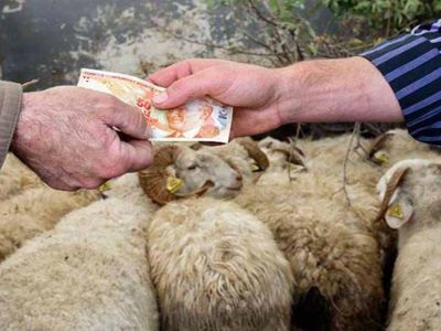 Hayvancılıkta 2024-2026 Dönemi Destekleme Tutarları Belli Oldu