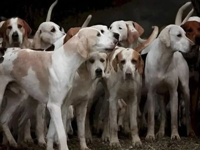 Hayvanları Koruma Kanununda Değişiklikler: Sahipsiz Hayvanlar İçin Yeni Uygulamalar