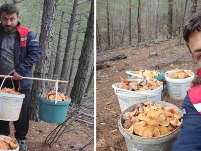 Her yıl ormanda toplayıp satıyor: Aylık kazancı 90 bin liraya ulaşıyor