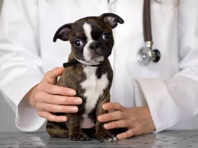 Hidatik kist nedir, nasıl oluşur? Köpek kisti belirtileri neler, tedavisi nasıl yapılıyor?