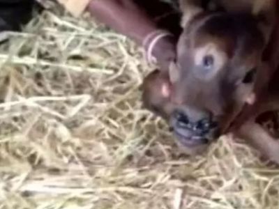 Hindistan'da Dünyaya Gelen Buzağı Ülkede Şaşkınlık Yarattı! 'İlahi Bir Mucize'