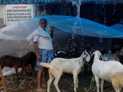 Hindistan’da Kurban Kesmek Yasaklandı