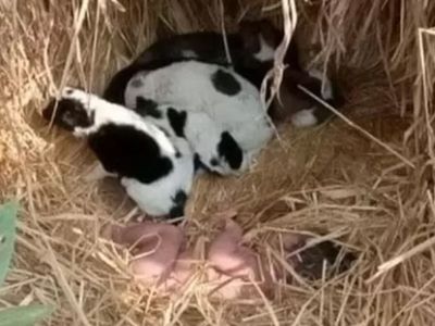 Hindistan'da Sokağa Atılan Yeni Doğan Bebeğe Köpekler Sahip Çıktı!