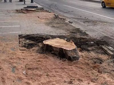 İBB'nin ağaç düşmanlığı devam ediyor! Ağaç katliamında skandal detay