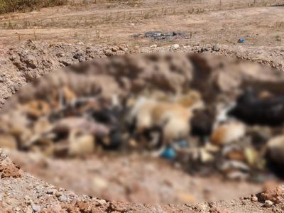 İBB'nin Hayvan Zulmü Bitmiyor: Toplu Mezar Bulundu
