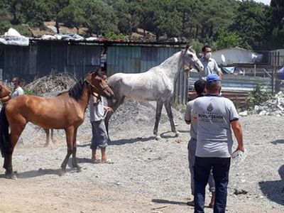 İBB’nin Kayıp At Skandalına İlişkin Bir Kişi Görevden Alındı