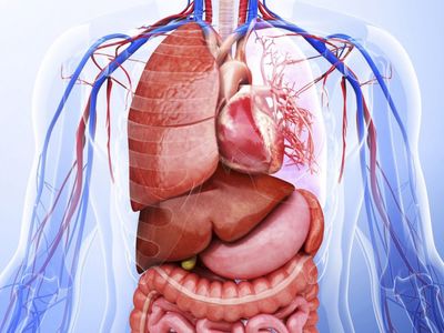 İç Organlar ve Görevleri Nelerdir?