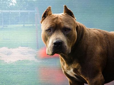 İçişleri Bakanlığı Pitbull Terrier, Japanese Tosa Besleyenlere Para Cezası Verileceğini Açıkladı