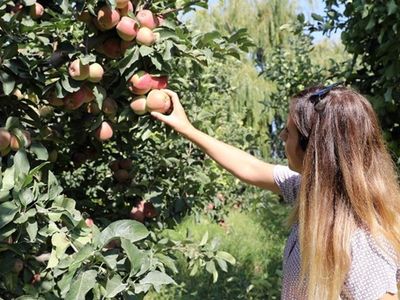 Iğdır Elması İçin Rekolte Beklentisi 40 Bin Ton!