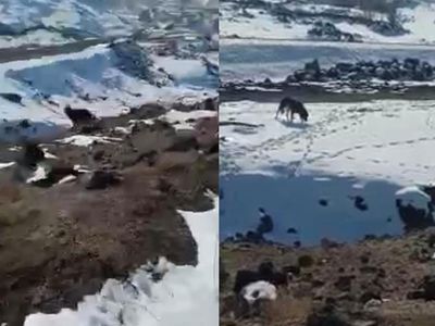 Iğdır’da Barınağa Bırakılması Gereken Köpekleri Dağ Başına Bıraktılar