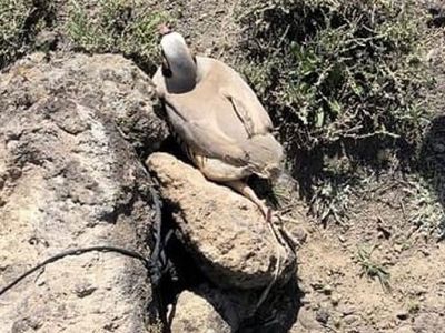 Iğdır’da Kaçak Keklik Avlayanlara 11 Bin Lira Ceza Kesildi