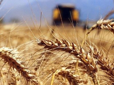 İhracatta son durum ne? Buğday ve mısır fiyatları tarihi zirvede seyrediyor