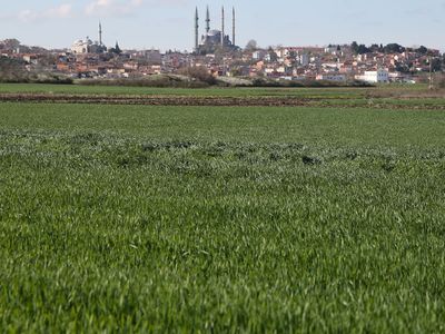 İklim değişikliği buğday da kökboğaz hastalığına neden oldu!