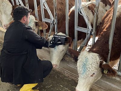 İlginç Yöntem! İneklere Sanal Gerçeklikle Yeşil Çayırları İzleterek Süt Üretimini Arttırıyor