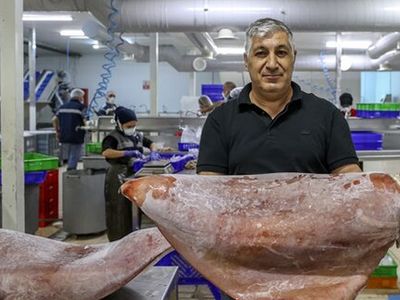 İlk Kez Görüldü: İzmir'de Balıkçıların Ağlarına Takıldı!