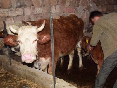 İneğini 'Memişlerini Yerim Fatma' Diye Severken Yoldan Geçen Fatma Üstüne Alındı Olanlar Oldu!