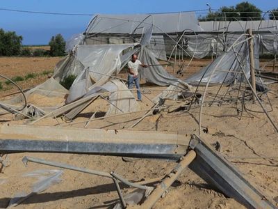 İşgalci İsrail Saldırılarının Ardından Gazze’de Buruk Bir Hasat Dönemi Yaşanıyor