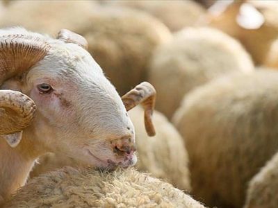 Isparta kurbanlık fiyatları ne kadar? 2022 Isparta büyükbaş, küçükbaş kurbanlık hisse fiyatları
