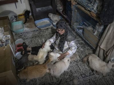 İsrail saldırıları Lübnan'lı Abadi’yi 40 kedisiyle göçe zorladı