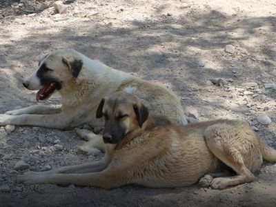 İstanbul Valiliği’nden Sahipsiz Köpekler İçin Yazı Geldi