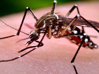 İstanbul'da 'Aedes' salgını! İlaçlamalar yetersiz kalıyor