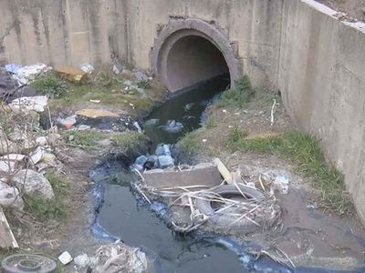 İstanbul'da bulunan Alibeyköy Barajı'na akan dereye zehir karıştı: Hayvanlar ölüyor!