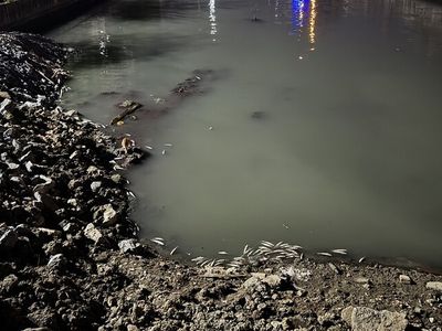 İstanbul'da Kıyıya Vuran Ölü Balıklar İncelemeye Alındı