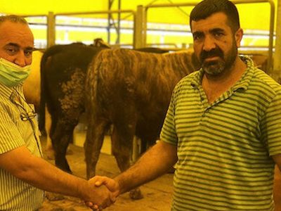 İstanbul'da Kurban Satışları Başladı: Geçen Yıla Oranla Fiyatlara 2-3 Bin TL Zam! İşte Kurbanlık Fiyatları