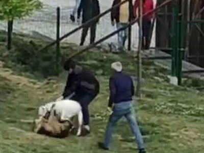 İstanbul'da Pitbull Dehşeti